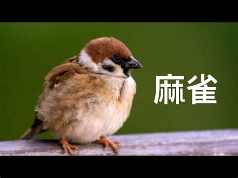 麻雀在家築巢|【麻雀做窩】麻雀飛進家裡築巢？居家風水大解析！